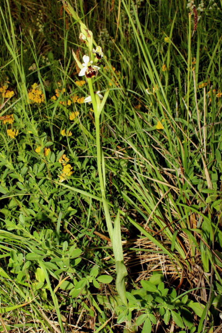 Ophrys tetraloniae